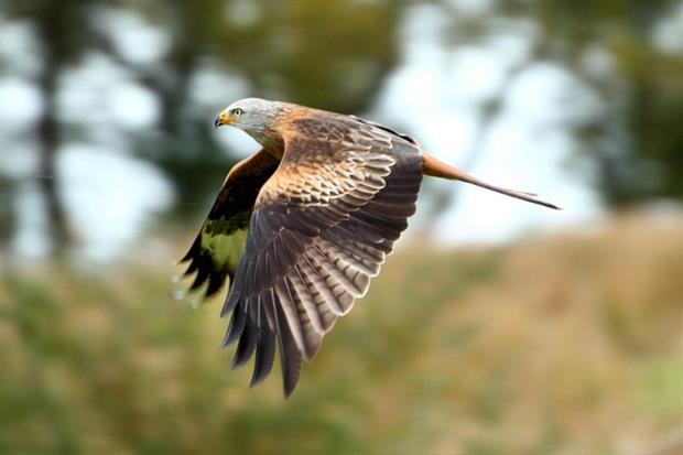 The possibility of harm to protected red kites led to Amber Rudd rejecting a 27-turbine onshore wind farm. Photograph: Tim Felce CC BY-SA 2.0