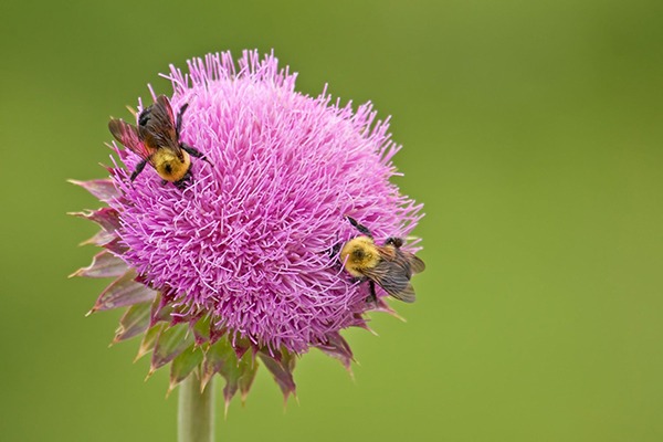 Pollinators and their services are at risk. Photograph: Charles Brutlag/123RF