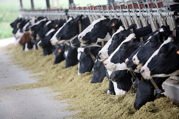 Controlling agricultural emissions of air pollutants has been neglected, said the three professors. Photograph: Bizoon/123RF