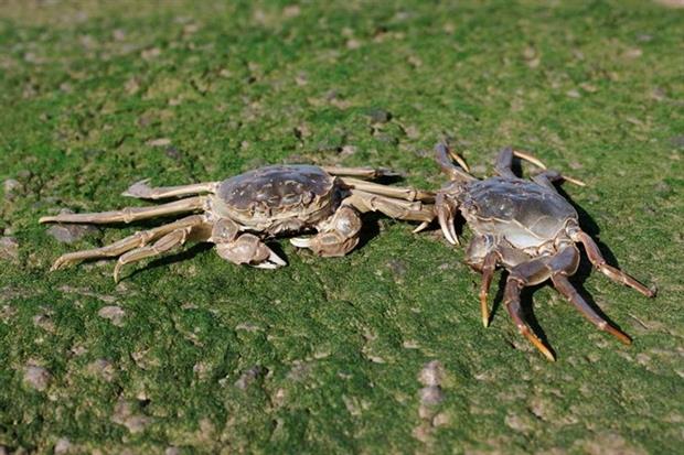Chinese mitten crabs are invasive non-native species. Photograph: Michael Lane/123RF