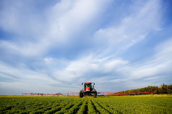 Evidence that neonicotinoids harm bee populations is building. Photograph: Tyler Olsen/123RF