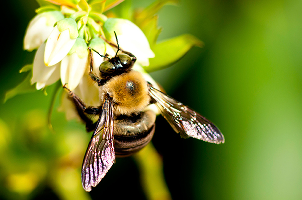Pollinators in particular are suffering. Photograph: Betty Shelton/123RF