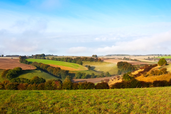 Landowners will be rewarded for managing hedgerows that help support biodiversity. Photograph: Michael Smith/123RF