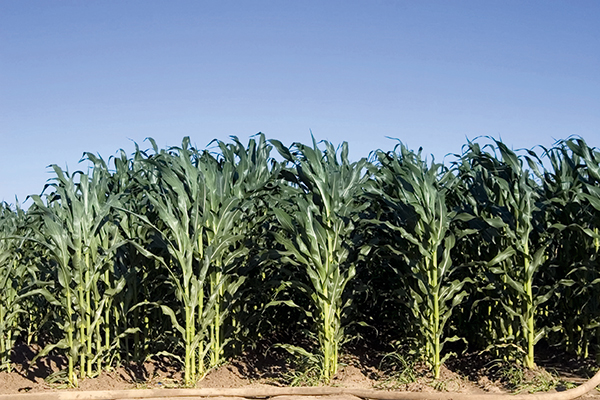 Maize is grown in wide rows, exposing soil. Photograph: Fesus/123RF
