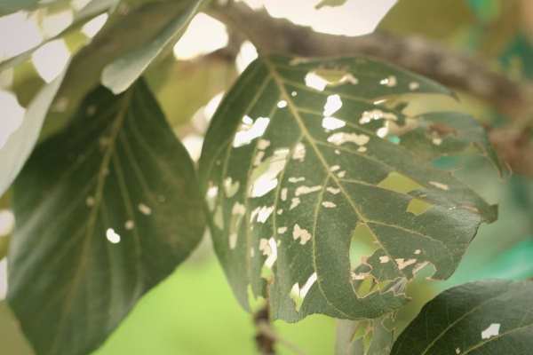 The FSC is reconsidering its policies on pesticide use. Photograph: caonzeper / 123RF