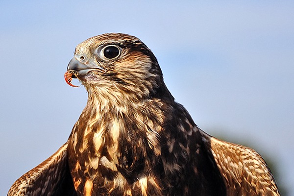 Two landowners have already been convicted under Scottish law after their gamekeepers harmed buzzards. Photograph: Ruud Morijn/123RF