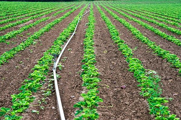 Trickle irrigation will be affected by the plans. Photograph: OceanFishing/123RF
