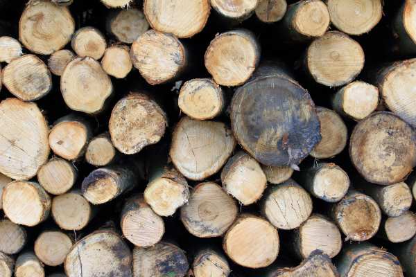 CPET advised on the sustainability of timber, wood fuel and palm oil. Photograph: Martin Heinrich Nagel /123rf