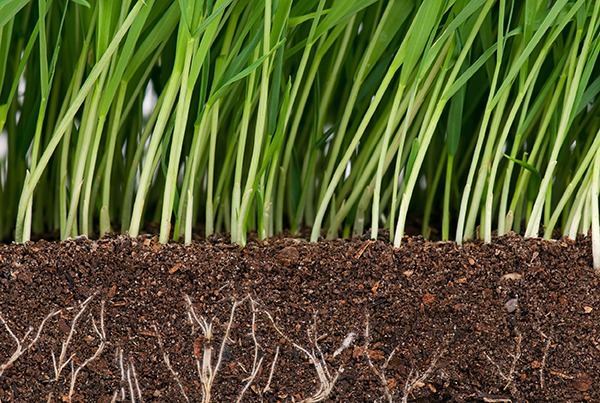 Soils are about to receive more policy attention. Photograph: Anastasiia Prokofyeva/123RF