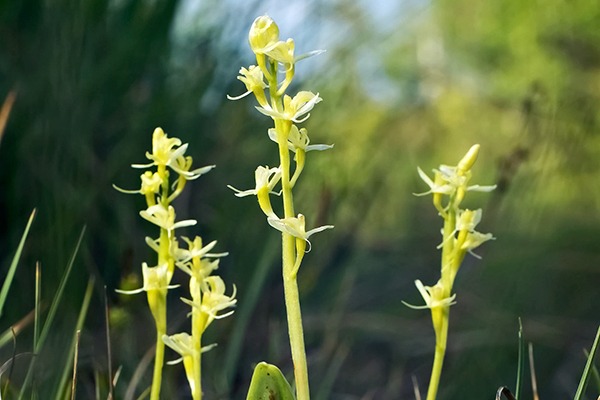 The rare fen orchid is found at Catfield Fen. Photograph: Artenex/123RF