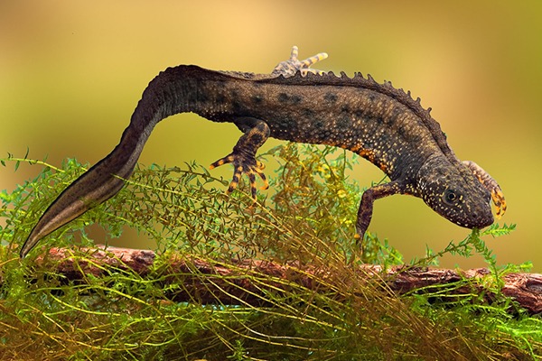 Great crested newt
