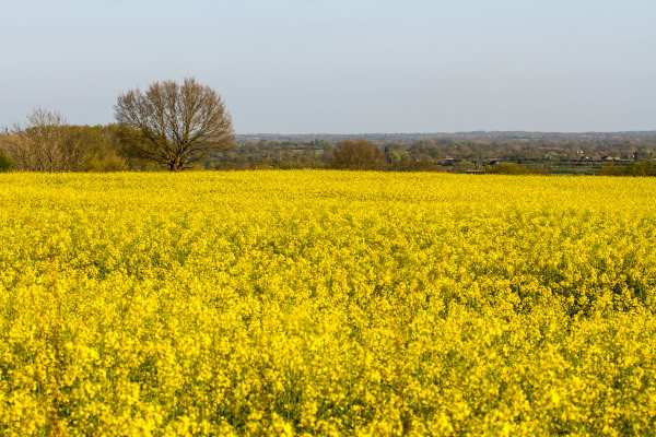 The NFU wanted access to two neoniotinoid insecticides for use this autumn. Photograph: Michael Palmer (CC BY-SA 4.0)