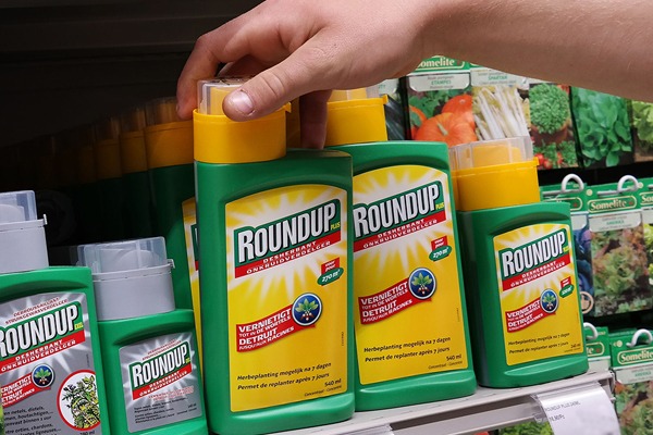 EU member states have been unable to reach a decision on glyphosate, following differing advice on its carcinogenicity. Photograph: Rene Van Den Berg/123RF