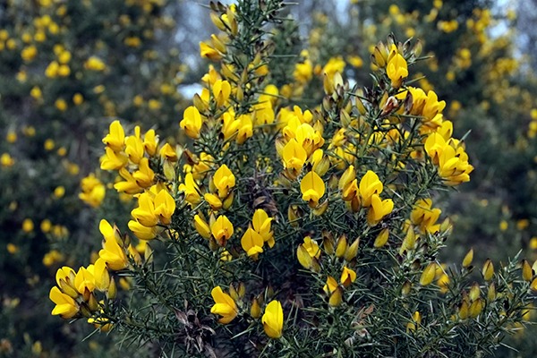 Lowland grassland and coastal habitats are affected by invasive native gorse. Photograph: Bluestock/123RF