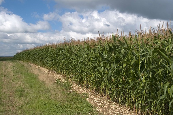 Maize can significantly damage soil health if poorly managed. Photograph: Matthew Collingwood/123RF