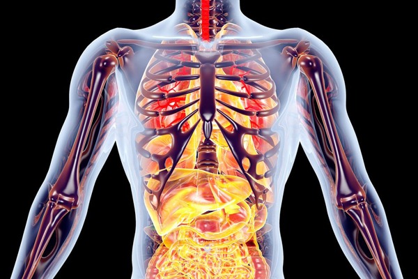 Endocrine disrupting chemicals can affect most aspects of human physiology. Image: Spectral/123RF