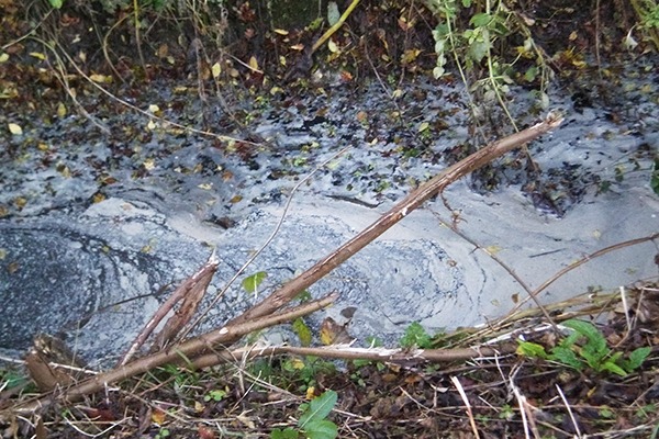 Three kilometres of Bedfordshire watercourses were polluted with biofuel effluent. Photograph: Environment Agency