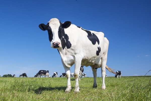The UK had lobbied for more generous caps on methane and ammonia, fearful of the impact on agriculture. Photograph: Frederic Prochasson / 123RF