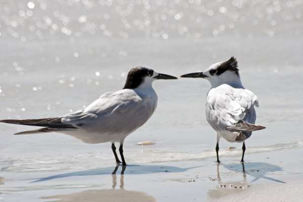 Sandwich terns would benefits from the SPAs. Photograph: Tim Heusinger Von Waldegge /123RF