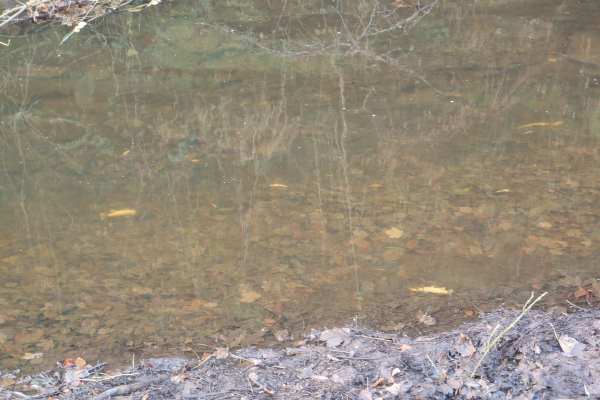 Dead fish in Bradshaw Brook. Photograph: Environment Agency