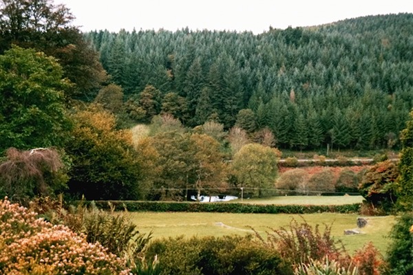 One area-based trial looked at re-establishing tree species in Dyfi’s ancient woodlands