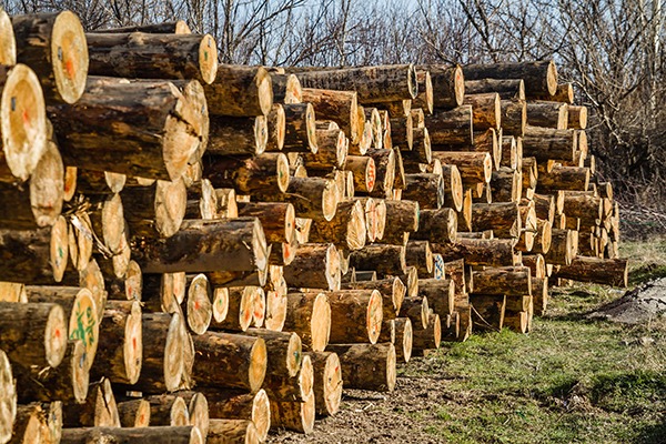 The land use and forestry sectors need to do more to mitigate their emissions. Photograph: Hskoken/123RF