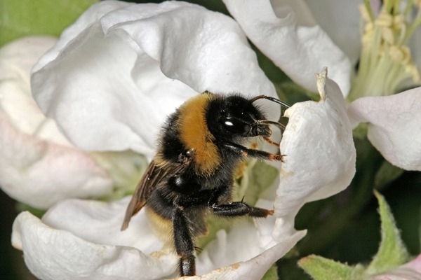 One study showed that pollinating services are disrupted by neonicotinoids. Photograph: Vladimir Salman/123RF