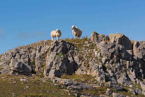 Enthusiasm for cutting agriculture's emissions appears to be on the wane. Photograph: Michael Charles/123RF