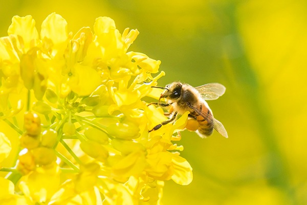 bee on flower neonicotinoids