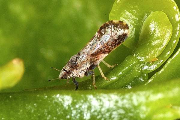Cyantraniliprole is licensed for use against the Asian citrus psyllid in China and India. Photograph: David Hall