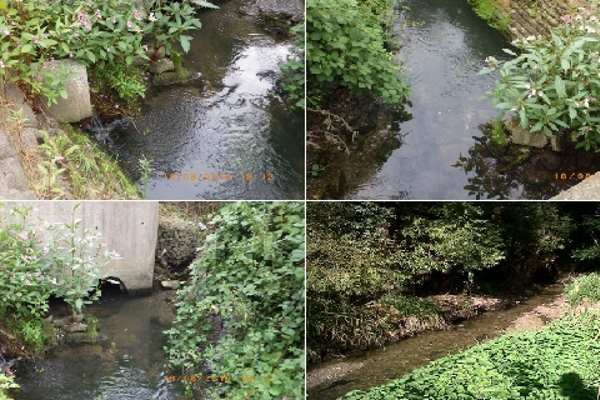 Somerhill stream in Kent received effluent from Tunbridge Wells North Waste water treatment works. Photograph: Environment Agency