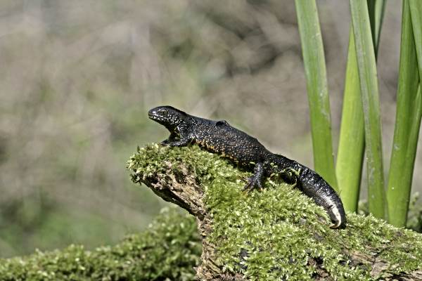 Changes in planning policy are needed if increases in biodiversity are to be realised. Photograph: Michael Lane / 123RF