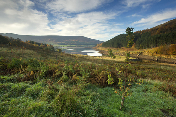 RSPB Dovestone, memorial wood in Derbyshire. Photo: Ben Hall, RSPB