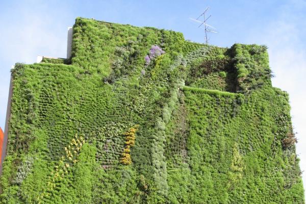 Green walls can improve the quality of urban life in many ways. Photograph: Cillas GFDL