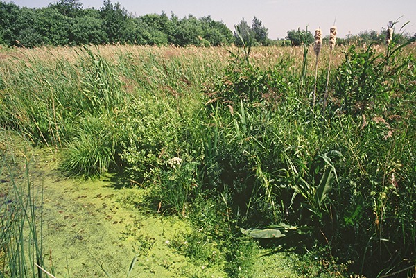 Catfield fen. Photograph: Natural England