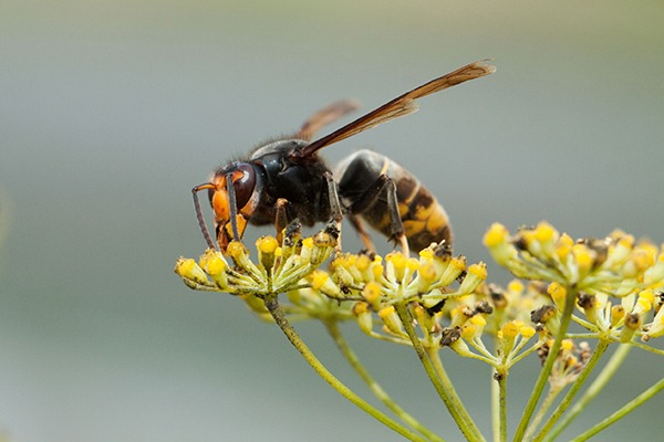 The Asian hornet preys on native bees. Photograph: Manuel Novo/123RF