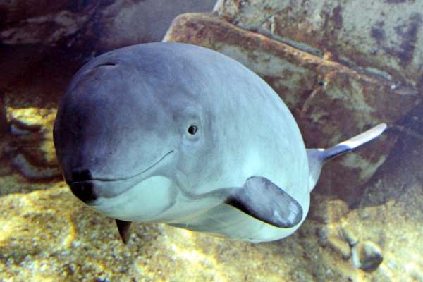 The harbour porpoise is protected under the EU Habitats Directive. Photograph: Marcus Wernicke / Porpoise Conservation Society CC BY-SA 4.0