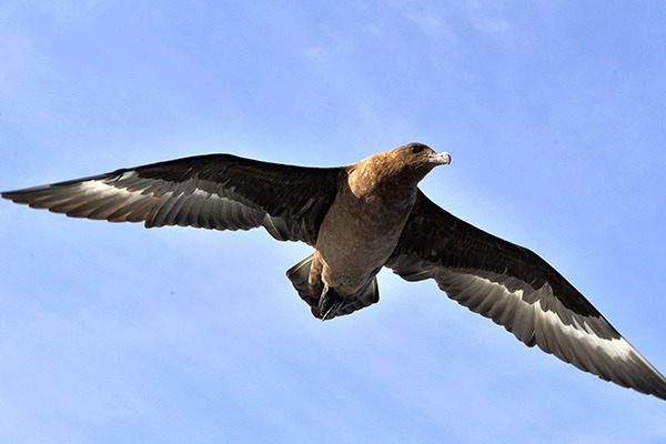 Birds like the great skua will be better protected under the plans. Photograph: Sergei Uriadnikov/123RF