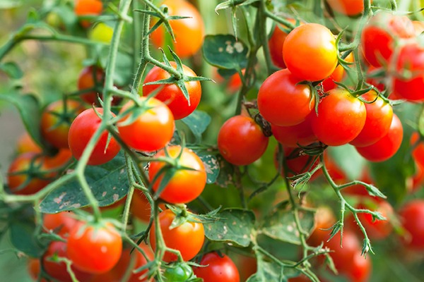 Buprofezin is an insecticide used on lettuce, tomatoes and citrus fruit. Photograph: 123RF