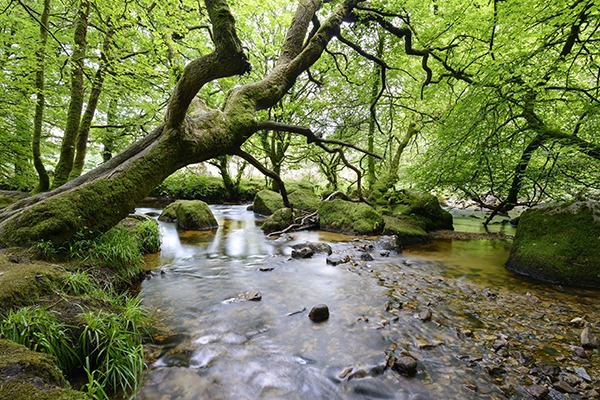 Ancient woodland