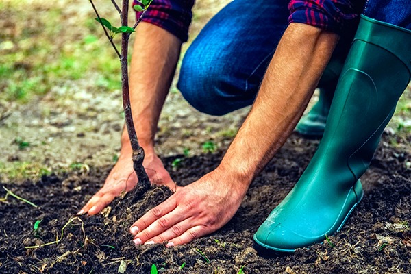Natural flood management includes measures such as tree planting. Photograph: gstockstudio/123RF