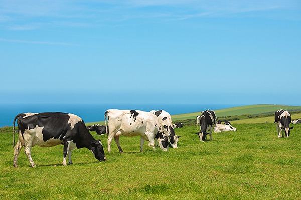 Photograph: Chris Elwell/123RF