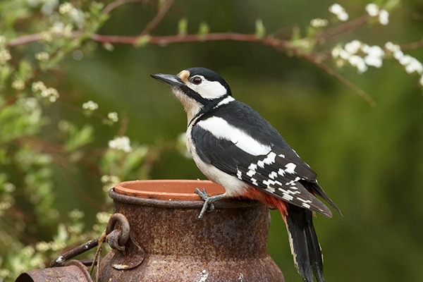 Great spotted woodpeckers are among the birds doing well. Photograph: Allan Wallberg/123RF