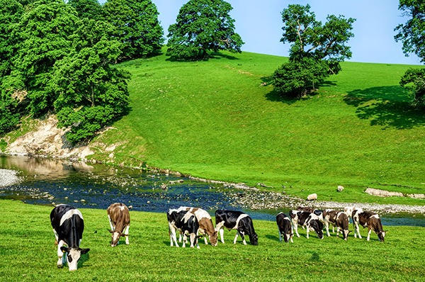 Paying landowners not to pollute conflicts with the polluter pays principle. Photograph: Kevin Eaves/123RF