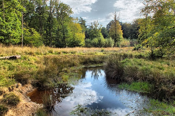 river and trees