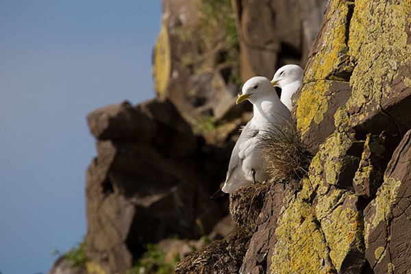 The nature directives protect species and habitats. Photograph: Roland Zihlmann/123RF