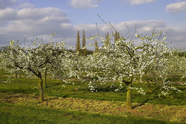 Glyphosate is often used to control the growth of grasses in orchards. Photograph: David Martyn Hughes/123RF