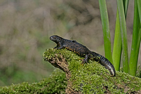 The policies are meant to help species like the great crested newt. Photograph: Michael Lane/123RF