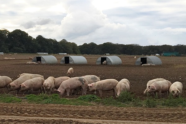 The 4,500-hectare Euston Estate in Norfolk, is working with the Cam and Ely Ouse Catchment Partnership to improve soils and reduce diffuse water pollution. Photograph: Rachel Salvidge