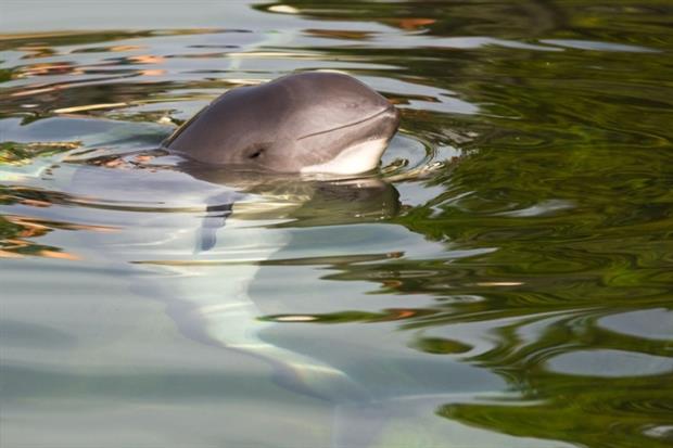 Wales steps up protection of porpoise. Photograph 123RF/colette2